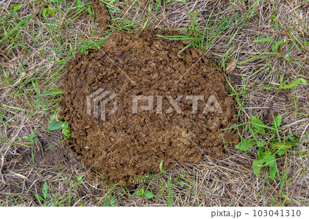 Photography on theme fresh cow dung lies on manure animal farm 103041310