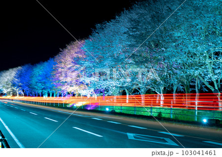 旧山野線跡の桜並木の夜景ライトアップ（湧水町） 103041461