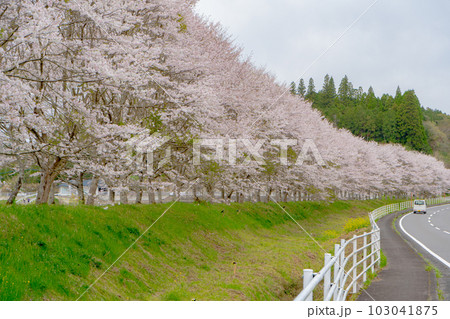 旧山野線跡の桜並木の風景(湧水町) 旧山野線跡の桜並木の風景(湧水町) 103041875
