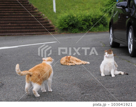 地域猫家族が公園で遊ぶ 地域猫家族が公園で遊ぶ 103041921