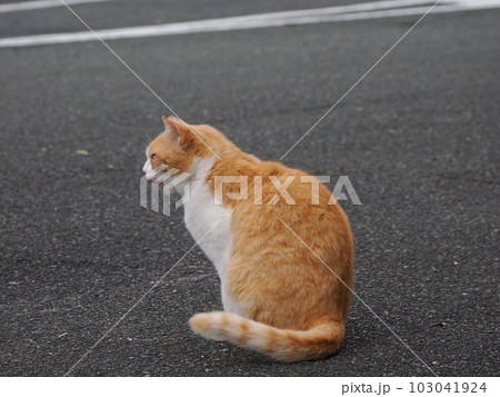 地域猫家族が公園で遊ぶ 103041924