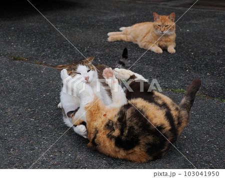 地域猫家族が公園で遊ぶ 地域猫家族が公園で遊ぶ 103041950