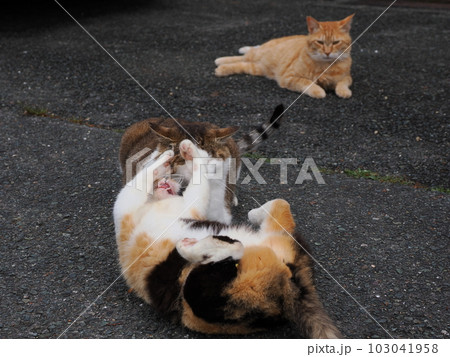 地域猫家族が公園で遊ぶ 103041958