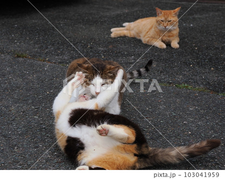 地域猫家族が公園で遊ぶ 103041959