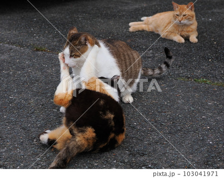 地域猫家族が公園で遊ぶ 地域猫家族が公園で遊ぶ 103041971