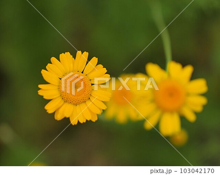 ダイヤーズカモミールの花のアップ ダイヤーズカモミールの花のアップ 103042170