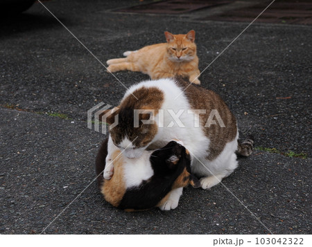 桜猫の家族が公園で遊ぶ 桜猫の家族が公園で遊ぶ 103042322