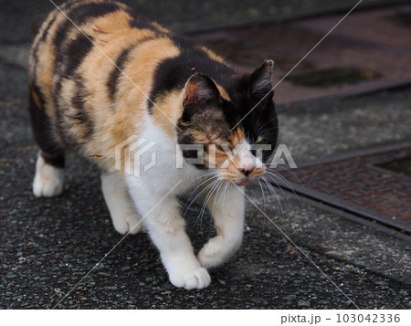 桜猫の家族が公園で遊ぶ 103042336