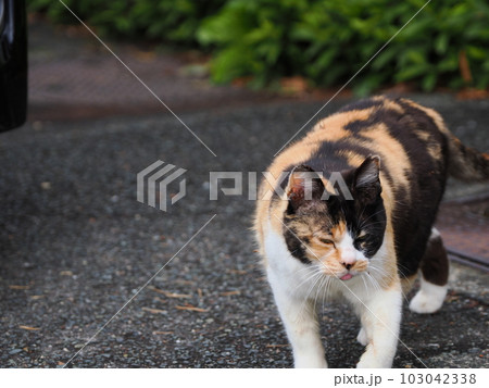 桜猫の家族が公園で遊ぶ 桜猫の家族が公園で遊ぶ 103042338