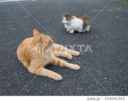 桜猫の家族が公園で遊ぶ 桜猫の家族が公園で遊ぶ 103042363