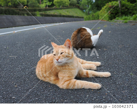 桜猫の家族が公園で遊ぶ 桜猫の家族が公園で遊ぶ 103042371