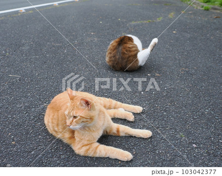 桜猫の家族が公園で遊ぶ 桜猫の家族が公園で遊ぶ 103042377