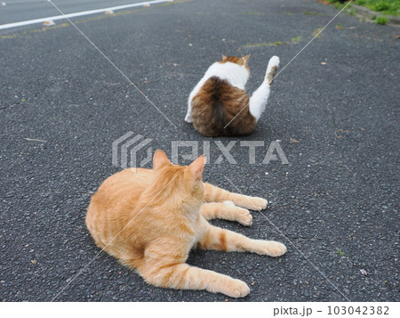 桜猫の家族が公園で遊ぶ 桜猫の家族が公園で遊ぶ 103042382