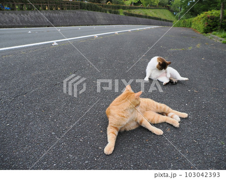 桜猫の家族が公園で遊ぶ 桜猫の家族が公園で遊ぶ 103042393