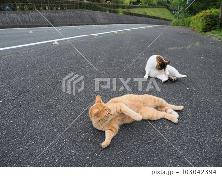 桜猫の家族が公園で遊ぶ 桜猫の家族が公園で遊ぶ 103042394