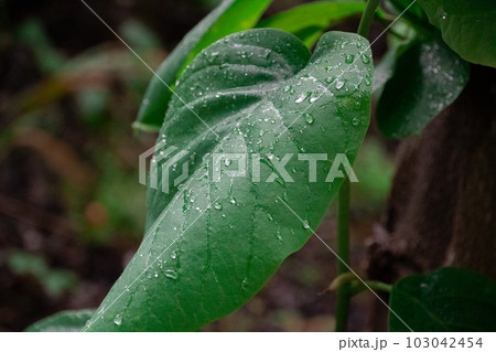水滴のついた植物の葉 103042454