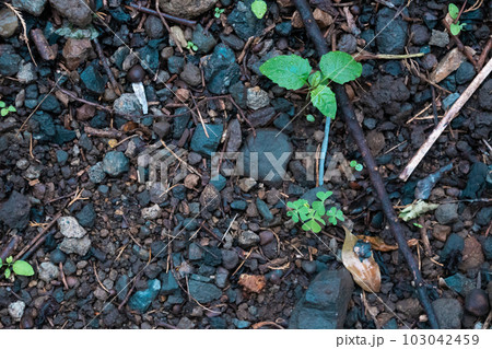 雨で濡れた地面と植物 雨で濡れた地面と植物 103042459