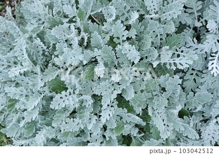 シロタエギクの葉っぱ 103042512