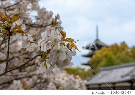 御室桜アップと五重塔 103042547