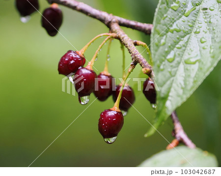 寒緋桜のサクランボが赤黒く輝く 103042687