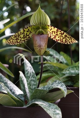 パフィオペディルム・スクハクリイ Paphiopedilum sukhakulii パフィオペディルム・スクハクリイ Paphiopedilum sukhakulii 103043688