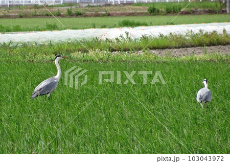 田んぼのアオサギ。全景。2021年6月23日撮影。 田んぼのアオサギ。全景。2021年6月23日撮影。 103043972
