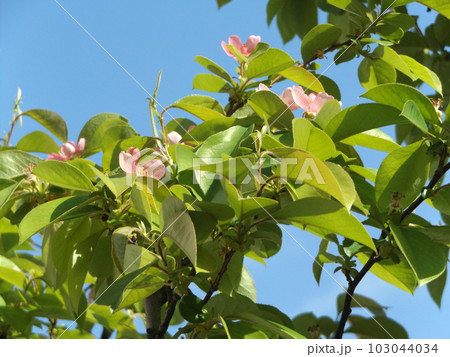 秋に実を沢山付けるカリンの桃色の花 秋に実を沢山付けるカリンの桃色の花 103044034