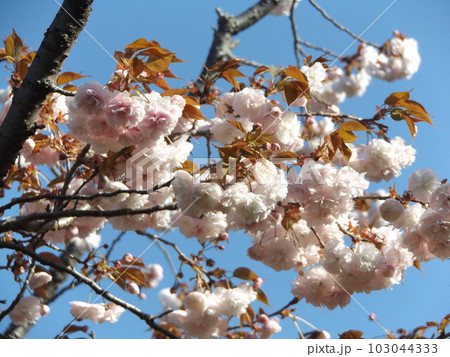 八重の桜は遅咲きのサクラ 103044333