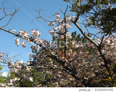 八重の桜は遅咲きのサクラ 103044340