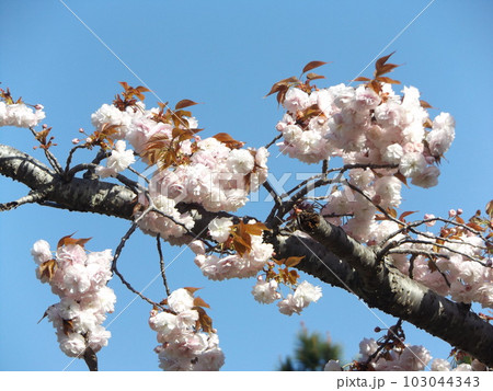 八重の桜は遅咲きのサクラ 103044343