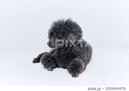 トイプードル トイプードル 103044476