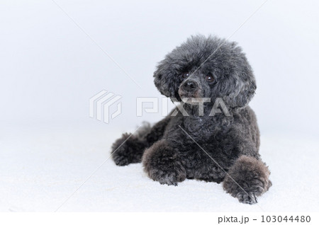 トイプードル トイプードル 103044480