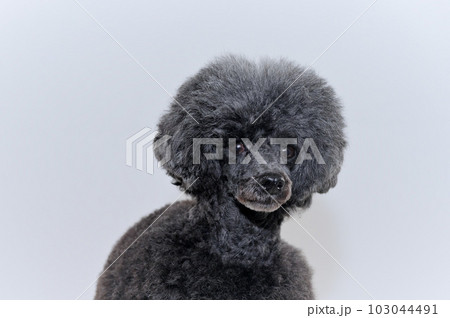 トイプードル トイプードル 103044491
