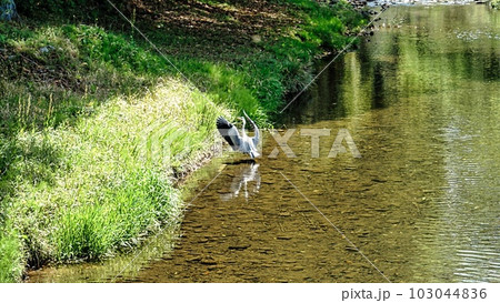 アオサギが川に降り立った写真 アオサギが川に降り立った写真 103044836