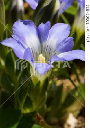 ハルリンドウの花　春の光を浴びて紫色の花が咲く 103044837