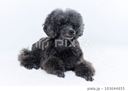 トイプードル 103044855