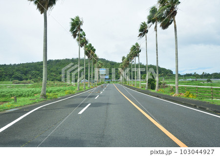 鹿児島県指宿市長崎鼻とその周辺の風景 103044927