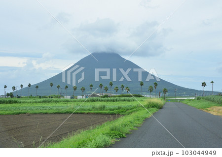 鹿児島県指宿市長崎鼻とその周辺の風景 103044949