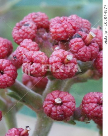 ゴシュユの果実 103044977