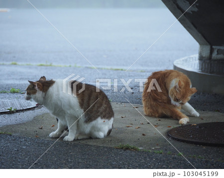 雨に濡れないように建物に避難する地域猫の家族 雨に濡れないように建物に避難する地域猫の家族 103045199
