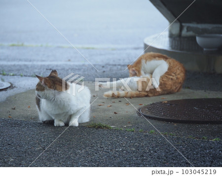 雨に濡れないように建物に避難する地域猫の家族 雨に濡れないように建物に避難する地域猫の家族 103045219