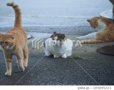 雨に濡れないように建物に避難する地域猫の家族 103045221