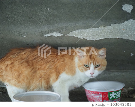雨に濡れないように建物に避難する地域猫の家族 雨に濡れないように建物に避難する地域猫の家族 103045303