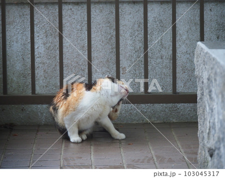雨に濡れないように建物に避難する地域猫の家族 雨に濡れないように建物に避難する地域猫の家族 103045317