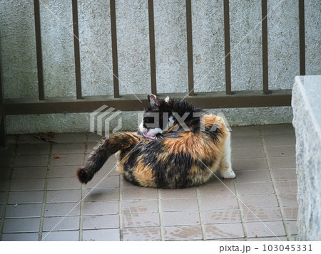 雨に濡れないように建物に避難する地域猫の家族 103045331