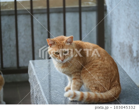 雨に濡れないように建物に避難する地域猫の家族 103045332