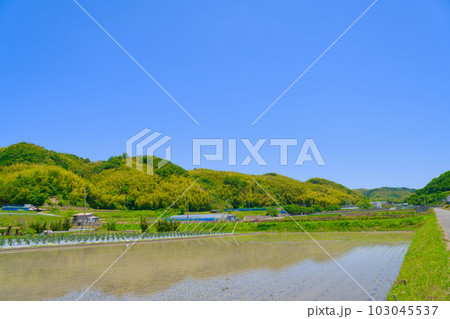 【大阪府】6月・高齢化が進む農業、トラクターで農作業をする高齢者 【大阪府】6月・高齢化が進む農業、トラクターで農作業をする高齢者 103045537