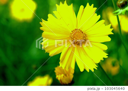 花の写真 103045640