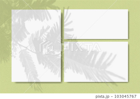 Natural light, thuja branches cast shadows on horizontal and vertical sheets of white paper on a soft green background. Mock up with vegetable shadows overlay 103045767