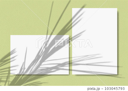 Horizontal and vertical sheets of white paper against a soft green wall background. Mock up with an overlay of plant shadows. Natural light casts shadows from a palm branch 103045793